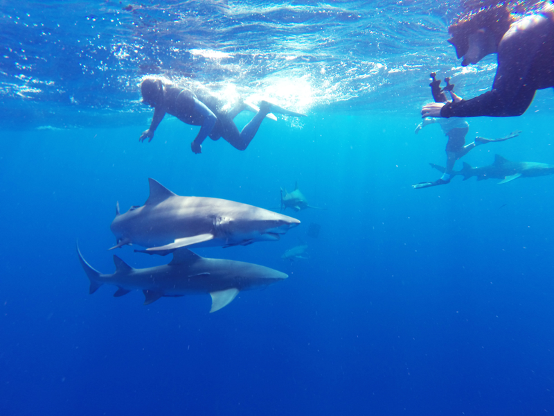 Illustration for article titled Fun with Sharkies